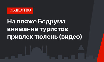 На пляже Бодрума внимание туристов привлек тюлень (видео)