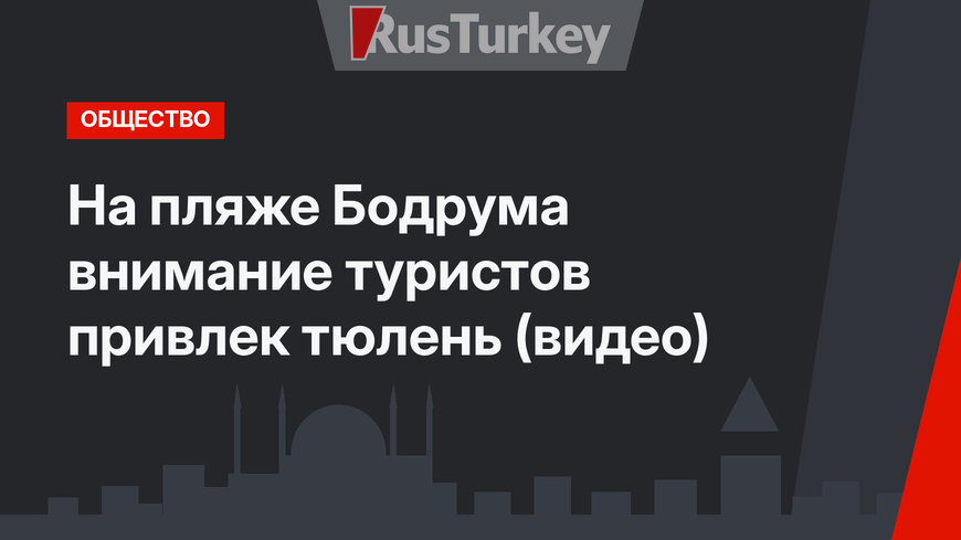 На пляже Бодрума внимание туристов привлек тюлень (видео)