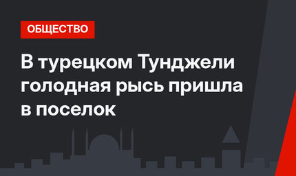 В турецком Тунджели голодная рысь пришла в поселок