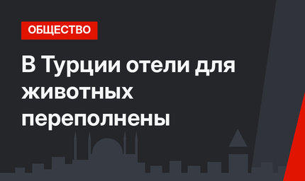 В Турции отели для животных переполнены