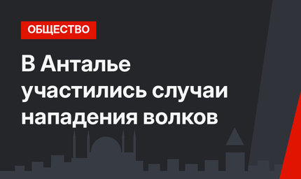 В Анталье участились случаи нападения волков