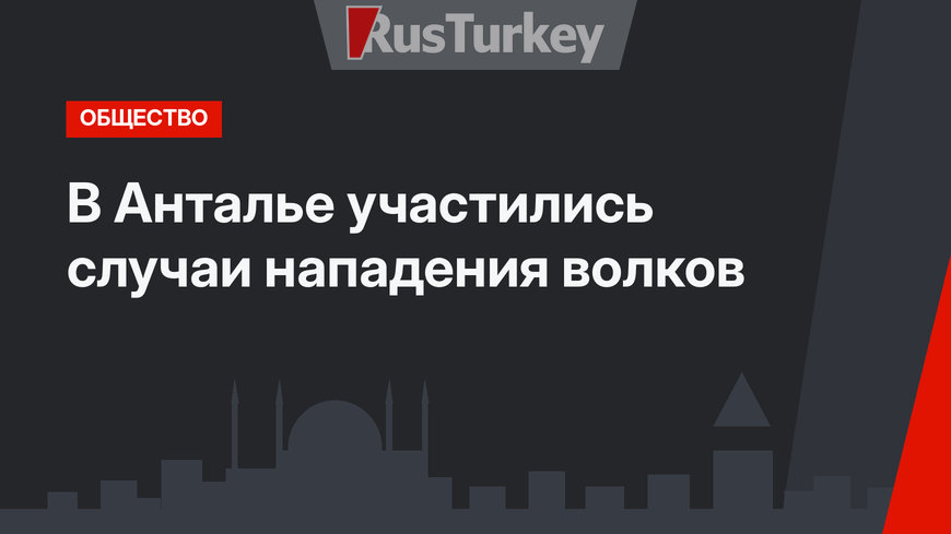 В Анталье участились случаи нападения волков
