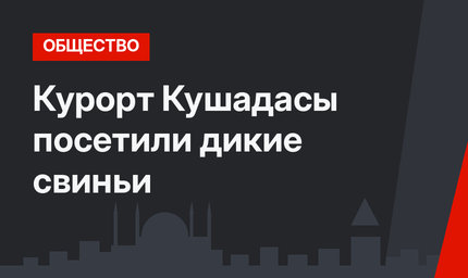 Курорт Кушадасы посетили дикие свиньи