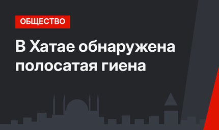 В Хатае обнаружена полосатая гиена