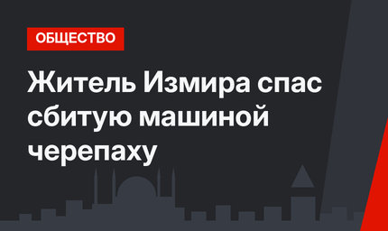 Житель Измира спас сбитую машиной черепаху
