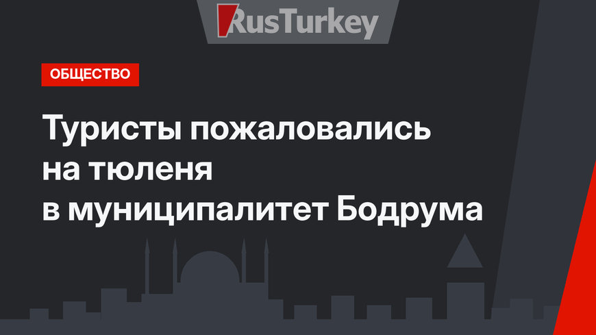 Туристы пожаловались на тюленя в муниципалитет Бодрума