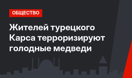 Жителей турецкого Карса терроризируют голодные медведи