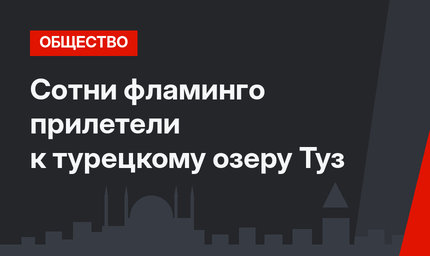 Сотни фламинго прилетели к турецкому озеру Туз