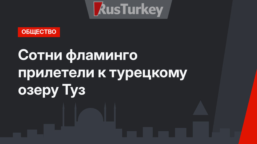 Сотни фламинго прилетели к турецкому озеру Туз