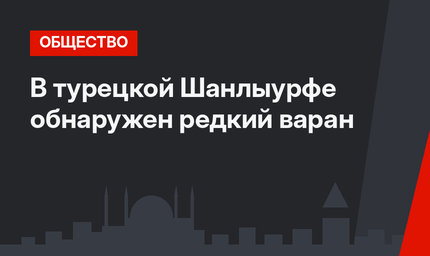 В турецкой Шанлыурфе обнаружен редкий варан
