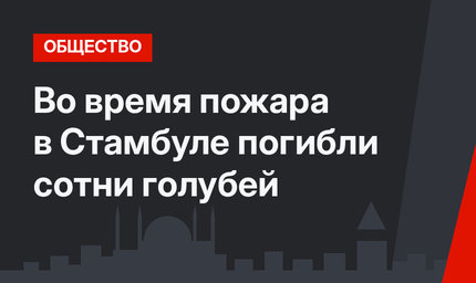 Во время пожара в Стамбуле погибли сотни голубей