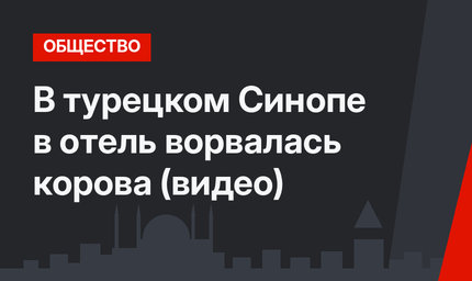 В турецком Синопе в отель ворвалась корова (видео)