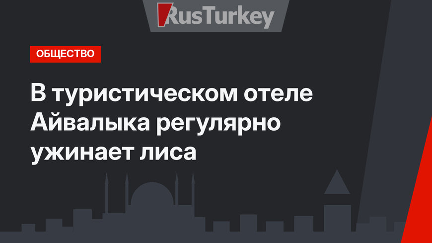 В туристическом отеле Айвалыка регулярно ужинает лиса