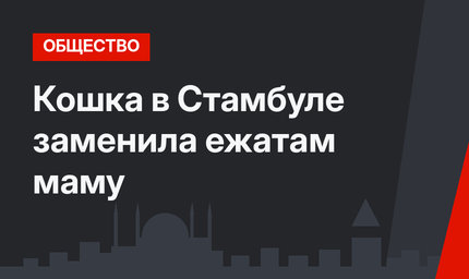Кошка в Стамбуле заменила ежатам маму