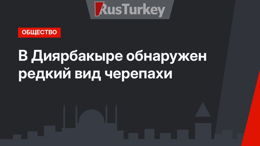 В Диярбакыре обнаружен редкий вид черепахи
