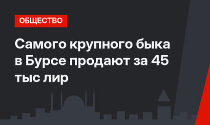 Самого крупного быка в Бурсе продают за 45 тыс лир
