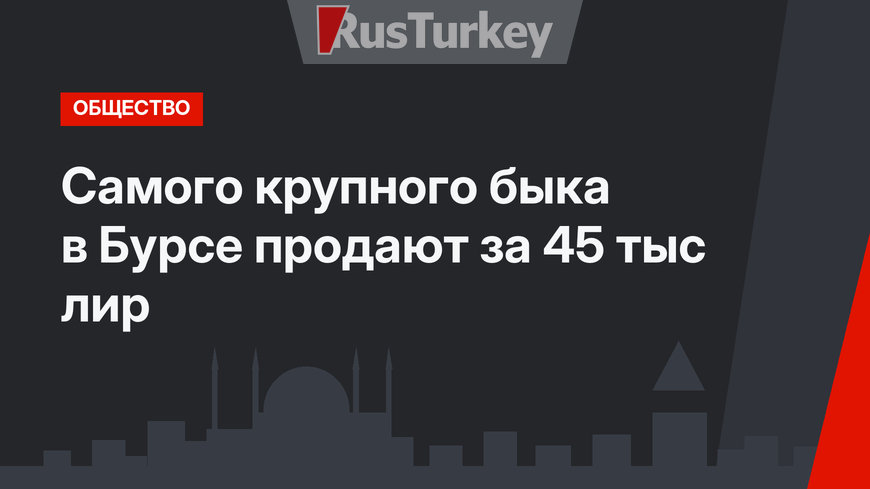 Самого крупного быка в Бурсе продают за 45 тыс лир
