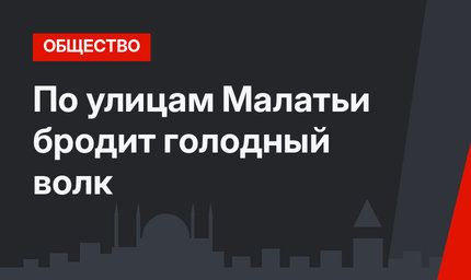 По улицам Малатьи бродит голодный волк