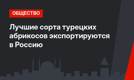 Лучшие сорта турецких абрикосов экспортируются в Россию