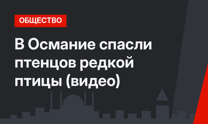 В Османие спасли птенцов редкой птицы (видео)