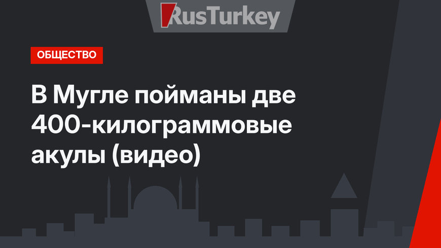 В Мугле пойманы две 400-килограммовые акулы (видео)