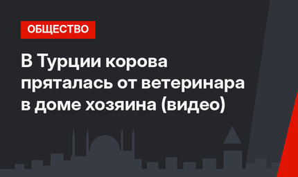 В Турции корова пряталась от ветеринара в доме хозяина (видео)