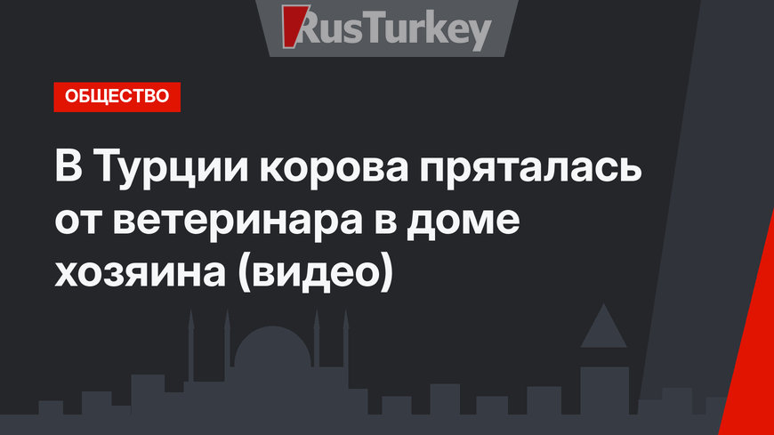 В Турции корова пряталась от ветеринара в доме хозяина (видео)