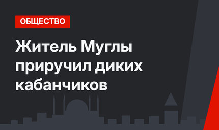 Житель Муглы приручил диких кабанчиков
