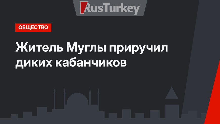 Житель Муглы приручил диких кабанчиков