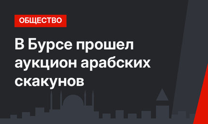 В Бурсе прошел аукцион арабских скакунов