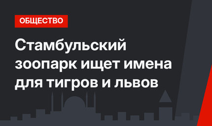 Стамбульский зоопарк ищет имена для тигров и львов