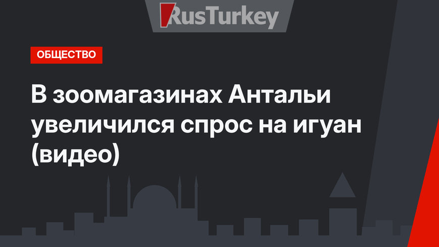 В зоомагазинах Антальи увеличился спрос на игуан (видео)