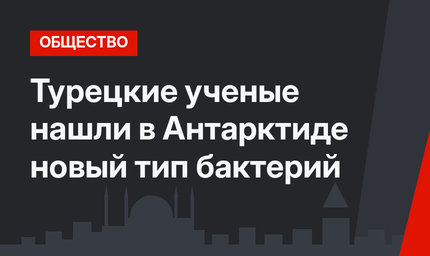 Турецкие ученые нашли в Антарктиде новый тип бактерий