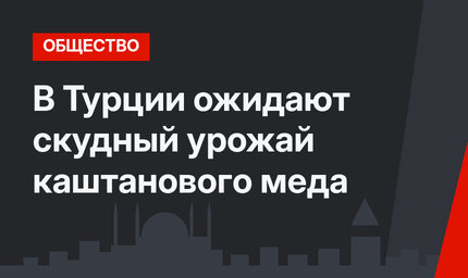  В Турции ожидают скудный урожай каштанового меда