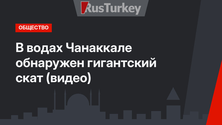 В водах Чанаккале обнаружен гигантский скат (видео)