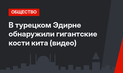 В турецком Эдирне обнаружили гигантские кости кита (видео)