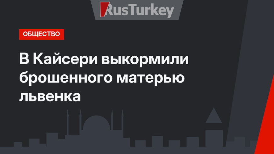 В Кайсери выкормили брошенного матерью львенка