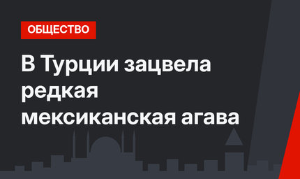 В Турции зацвела редкая мексиканская агава