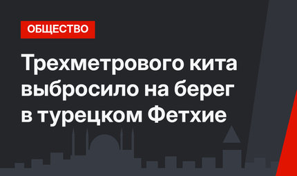 Трехметрового кита выбросило на берег в турецком Фетхие