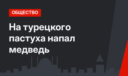 На турецкого пастуха напал медведь