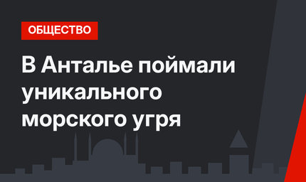В Анталье поймали уникального морского угря