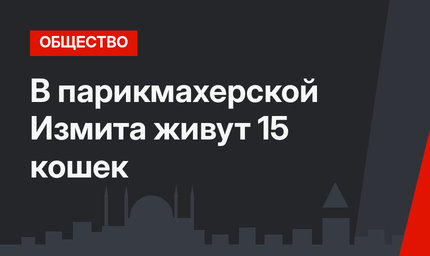 В парикмахерской Измита живут 15 кошек