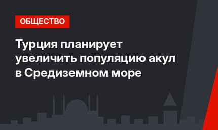 Турция планирует увеличить популяцию акул в Средиземном море