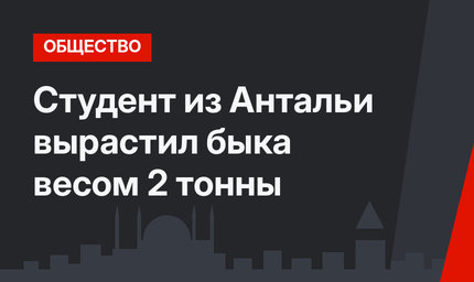 Студент из Антальи вырастил быка весом 2 тонны