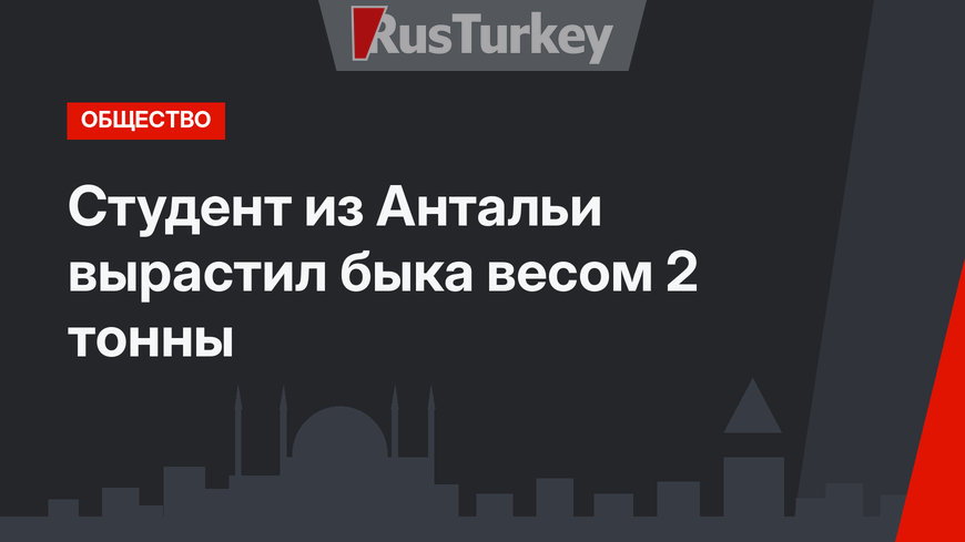 Студент из Антальи вырастил быка весом 2 тонны