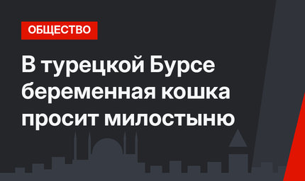 В турецкой Бурсе беременная кошка просит милостыню