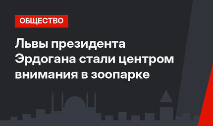 Львы президента Эрдогана стали центром внимания в зоопарке