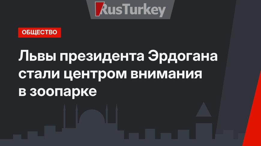 Львы президента Эрдогана стали центром внимания в зоопарке