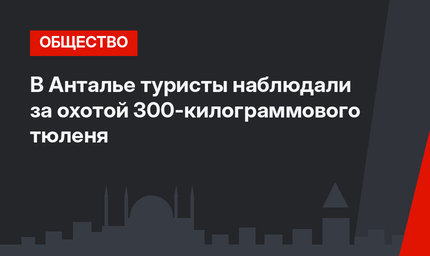 В Анталье туристы наблюдали за охотой 300-килограммового тюленя