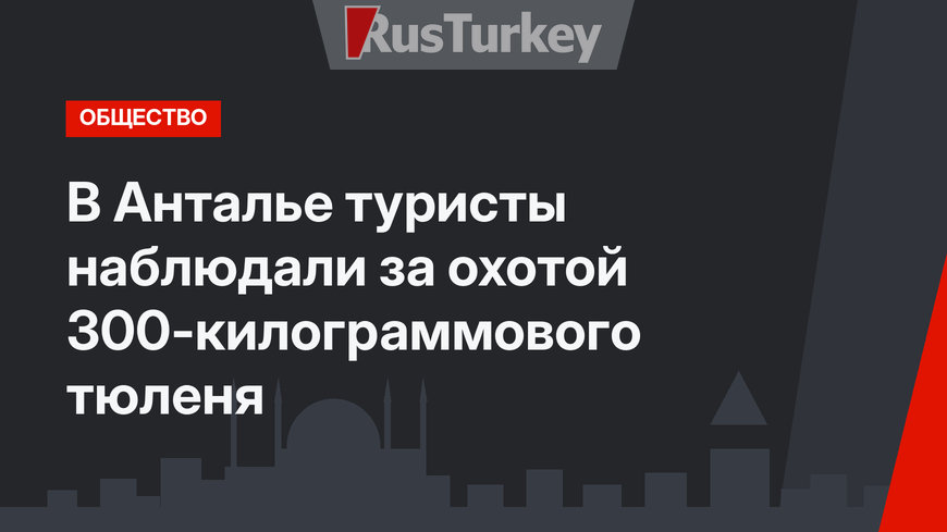 В Анталье туристы наблюдали за охотой 300-килограммового тюленя